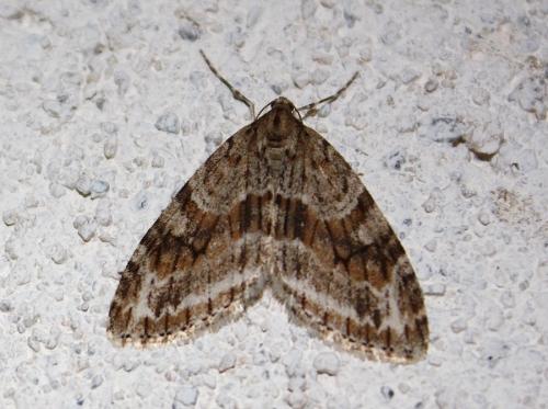 Réf. 217 686 : Trichopteryx polycommata